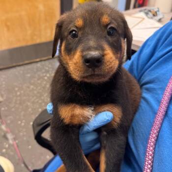 Kabob -  Mixed Breed Dog for Adoption in Columbiana, Alabama - Kabob | PetCurious