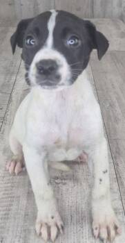 Mixed Breed Dogs Available for Adoption in Shreveport, Louisiana - Grits | PetCurious