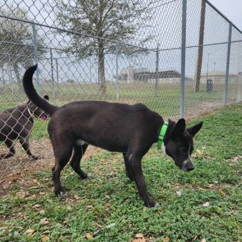 Australian Cattle Dog Blue Heeler Dogs Available for Adoption in New Fairfield, Connecticut - Sly | PetCurious