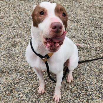 Pit Bull Terrier Dogs Available for Adoption in Fort Wayne, Indiana - Anakin | PetCurious