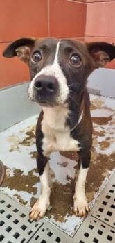 SASQUATCH -  Dachshund and Mixed Breed Dog for Adoption in Houston, Texas - SASQUATCH | PetCurious