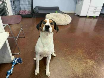 Treeing Walker Coonhound Dogs Available for Adoption in North Bay, Ontario - Dozer | PetCurious