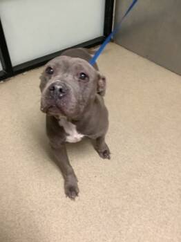 Rescue Pit Bull Terrier and Mixed Breed Dogs for Adoption in Fort Worth, Texas - Princess | PetCurious