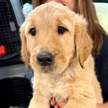 Golden Retriever and Mixed Breed Dogs Available for Adoption in Peyton, Colorado - Manchester (AP26-103) | PetCurious