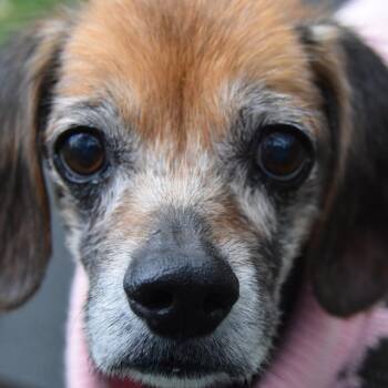 Haven -  Spaniel and Dachshund Dog for Adoption in Columbus, North Carolina - Haven | PetCurious