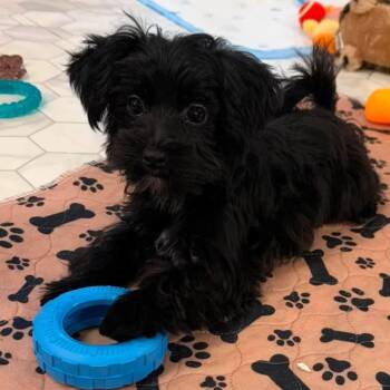 Teeter (Biewer Terrier) -  Yorkshire Terrier Dog for Adoption in Blanch, North Carolina - Teeter (Biewer Terrier) | PetCurious