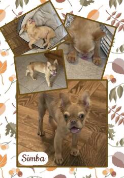 Rescue French Bulldog Dogs for Adoption in Fort Wayne, Indiana - Simba | PetCurious