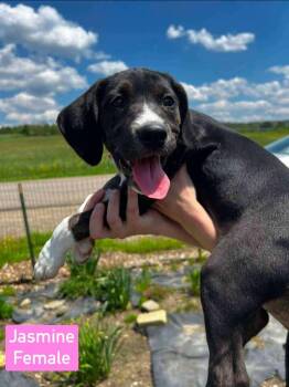 Jasmine -  Beagle Dog Available for Adoption in Salamanca, New York - Jasmine | PetCurious