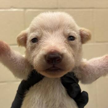 Luan -  Labrador Retriever and Mixed Breed Dog for Adoption in Corpus Christi, Texas - Luan | PetCurious