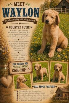 Irish Setter and Goldendoodle Dogs Available for Adoption in New Berlin, Wisconsin - WAYLON   $425 | PetCurious