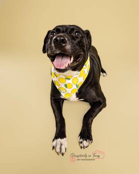 Akira -  American Staffordshire Terrier Dog for Adoption in Mooresville, North Carolina - Akira | PetCurious