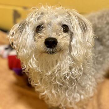 Poodle and Mixed Breed Dogs Available for Adoption in Glenwood Springs, Colorado - Freedom | PetCurious