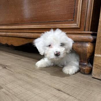 Bernese Mountain Dog and Poodle Dogs Available for Adoption - Moira | PetCurious