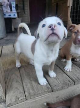 Australian Shepherd and Pit Bull Terrier Dogs Available for Adoption - Passion  | PetCurious