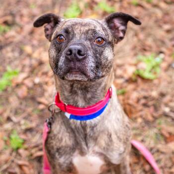 Mountain Cur Dogs Available for Adoption in Matteson, Illinois - Jack Jack | PetCurious