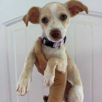 Chalupa -  Chihuahua Dog for Adoption in Wahiawa, Hawaii - Chalupa | PetCurious