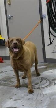 ANNIE -  Labrador Retriever Dog for Adoption in Ontario, California - ANNIE | PetCurious