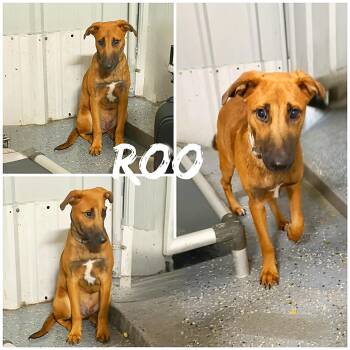 Shepherd Dogs Available for Adoption in Saint James, Missouri - Roo | PetCurious