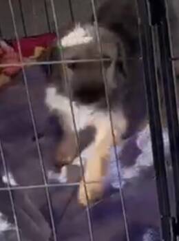 Cherry -  Terrier Dog for Adoption in Woodland, California - Cherry | PetCurious