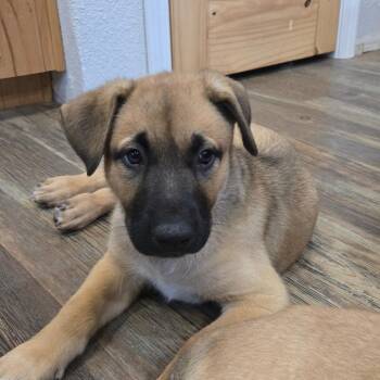 German Shepherd Dog and Pit Bull Terrier Dogs Available for Adoption - Larch | PetCurious