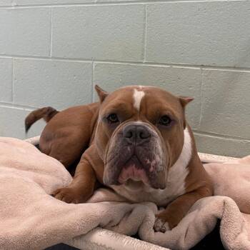 Ham -  Mixed Breed Dog for Adoption in Newark, New Jersey - Ham | PetCurious