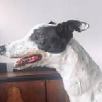 Turtle (aka Outstanding Bill) -  Greyhound Dog for Adoption in Dallas, Texas - Turtle (aka Outstanding Bill) | PetCurious