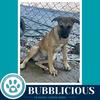 Bubblicious (Bubble Gum Gang) 102426 -  Shepherd Dog for Adoption in Kimberton, Pennsylvania - Bubblicious (Bubble Gum Gang) 102426 | PetCurious