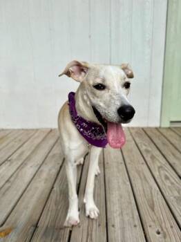 Sugar White Cuddly Cutie -  Labrador Retriever and Golden Retriever Dog for Adoption in Friendswood, Texas - Sugar White Cuddly Cutie | PetCurious