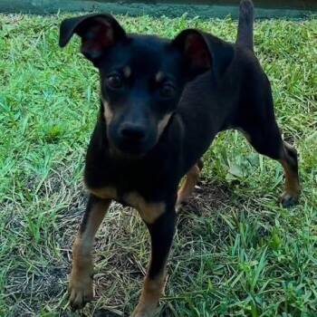 Heather -  Miniature Pinscher Dog for Adoption in Williston, Vermont - Heather | PetCurious