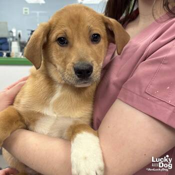 Golden Retriever and Shepherd Dogs Available for Adoption - New Nick | PetCurious