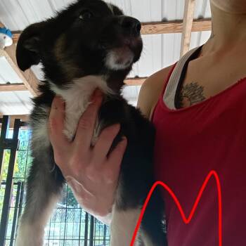 Menards -  German Shepherd Dog Dog for Adoption in Pekin, Illinois - Menards | PetCurious