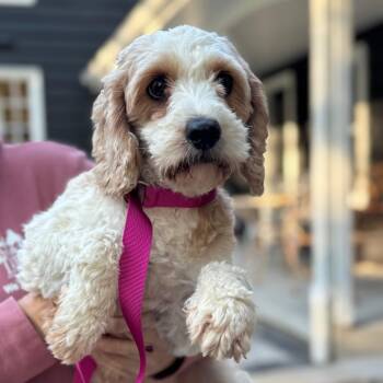 Venice -  Cavalier King Charles Spaniel and Poodle Dog for Adoption in Campton Hills, Illinois - Venice | PetCurious