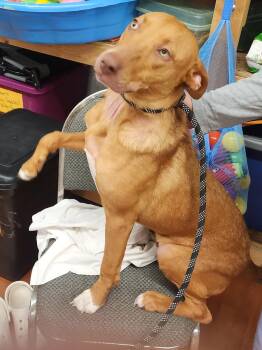 Australian Kelpie Dogs Available for Adoption - Miranda | PetCurious