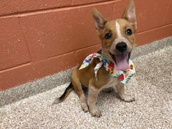 MAPLE LEAF -  Australian Cattle Dog Blue Heeler Dog for Adoption in Pueblo, Colorado - MAPLE LEAF | PetCurious