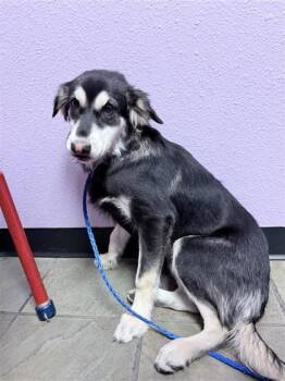 61394626 -  Mixed Breed Dog for Adoption in El Paso, Texas - 61394626 | PetCurious