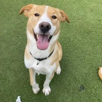 Labrador Retriever Dogs Available for Adoption in Hawthorne, California - Perseus | PetCurious
