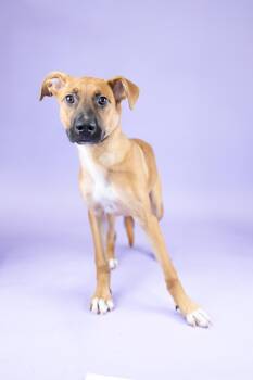 Rescue Mixed Breed Dogs for Adoption in Portland, Oregon - Sprout | PetCurious