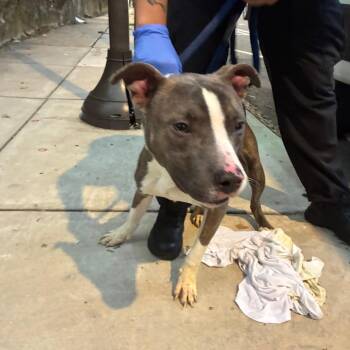 Norris -  Mixed Breed Dog for Adoption in Philadelphia, Pennsylvania - Norris | PetCurious