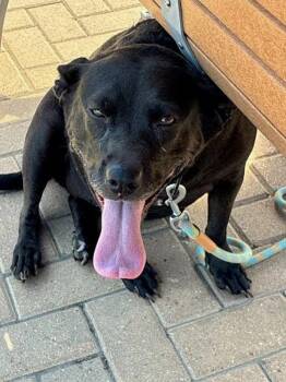 Kalle -  Labrador Retriever Dog for Adoption in Austin, Texas - Kalle | PetCurious