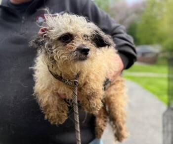 Mixed Breed Dogs Available for Adoption in West Chester, Pennsylvania - Gardenia | PetCurious