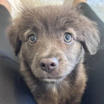 Sophia -  Chihuahua Dog for Adoption in Fort Wayne, Indiana - Sophia | PetCurious