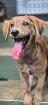 Labrador Retriever Dogs Available for Adoption in North Reading, Massachusetts - Milena | PetCurious