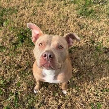 Rescue Pit Bull Terrier Dogs for Adoption in Fayetteville, Arkansas - Twinkle | PetCurious