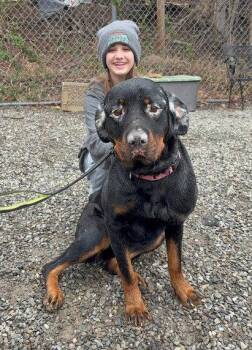 Rottweiler Dogs Available for Adoption - NORA | PetCurious