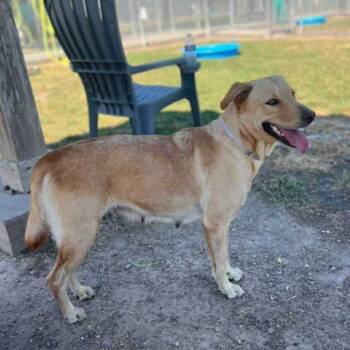 Rescue Labrador Retriever and Mixed Breed Dogs for Adoption in Conroe, Texas - HEIDI | PetCurious