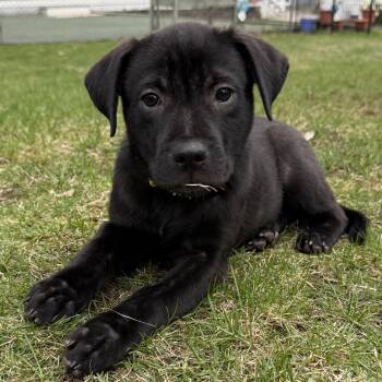 Labrador Retriever Dogs Available for Adoption in Andover, Massachusetts - Vegas Goodheart - Local Pup | PetCurious