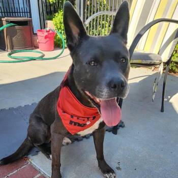 Flash -  American Staffordshire Terrier and Mixed Breed Dog for Adoption in San Diego, California - Flash | PetCurious