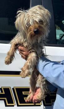 Yorkshire Terrier and Silky Terrier Dogs Available for Adoption in Penngrove, California - Nellie | PetCurious