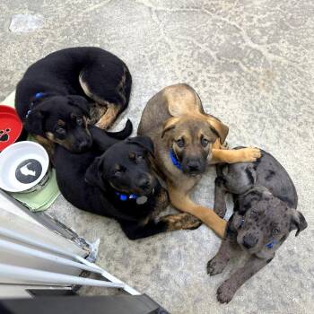 Shepherd Dogs Available for Adoption - Phil | PetCurious