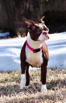 Boston Terrier Dogs Available for Adoption - Holly In KS | PetCurious